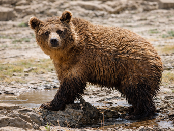 Gobi Bär Mongolei Mazaalei