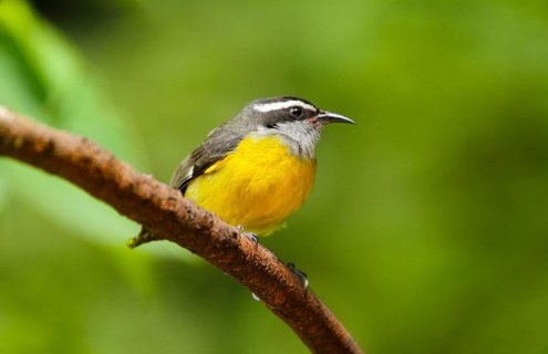 Costa Rica 21 Tage - Zuckervogel Bananaquit sitzt auf Ast