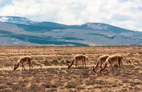Peru Rundreise 3 Wochen - Vikunjas grasen