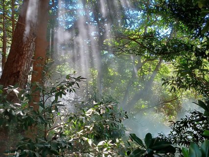 Costa Rica 2 Wochen Gruppenreise - Lichteinfall in Regenwald