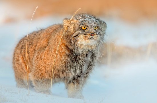 Pallaskatze im Schnee - Mongolei Reise