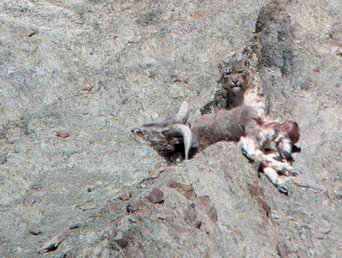 Schneeleopard frisst totes Blauschaf