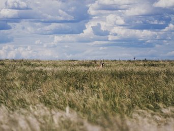 Makgadikgadi-Pans Nationalpark Spiessbock
