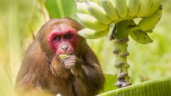 Ein Affe in Nahaufnahme isst von einer Bananenstaude
