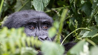 Gorillaaugen schauen durchs Gebüsch
