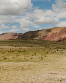 Tiere grasen auf einer riesigen Fläche in der Mongolei