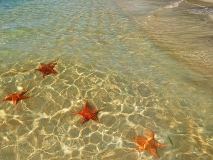 bocas del toro - Seesterne am Playa de las Estrellas
