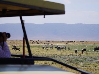 Tierbeobachtungs aus Jeep heraus - Tansania Highlights