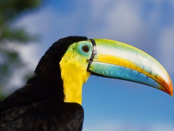 Nahaufnahme eines Fischertukans in Panama.