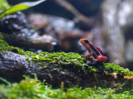 Manu Nationalpark - Mini Frosch