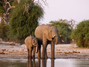 Elefanten in Botswana an einem Fluss
