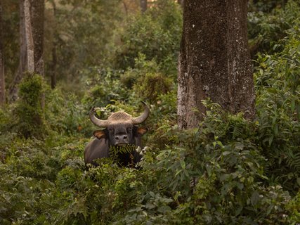 Gaur