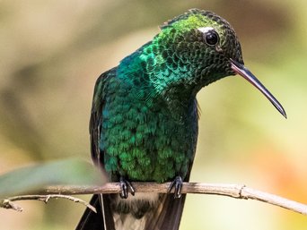 Nahaufnahme eines Kolibris in Kuba.