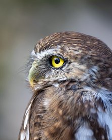 Patagonien-Sperlingskauz mit gelben Augen schaut zur Seite