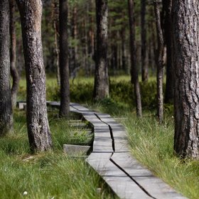 Steg führt durch ein Moor in Estland