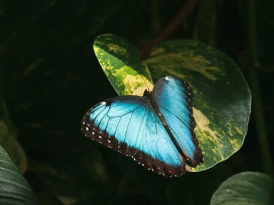 Blauer Morpho auf einem Blatt