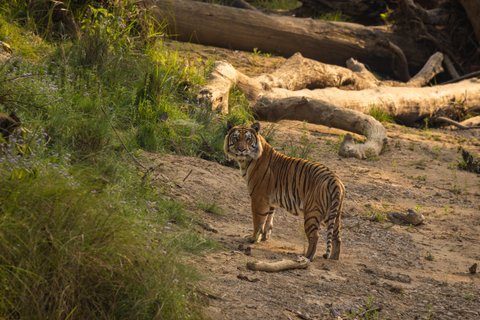 Nepal Gruppenreise - Stattlicher Tiger im Nationalpark