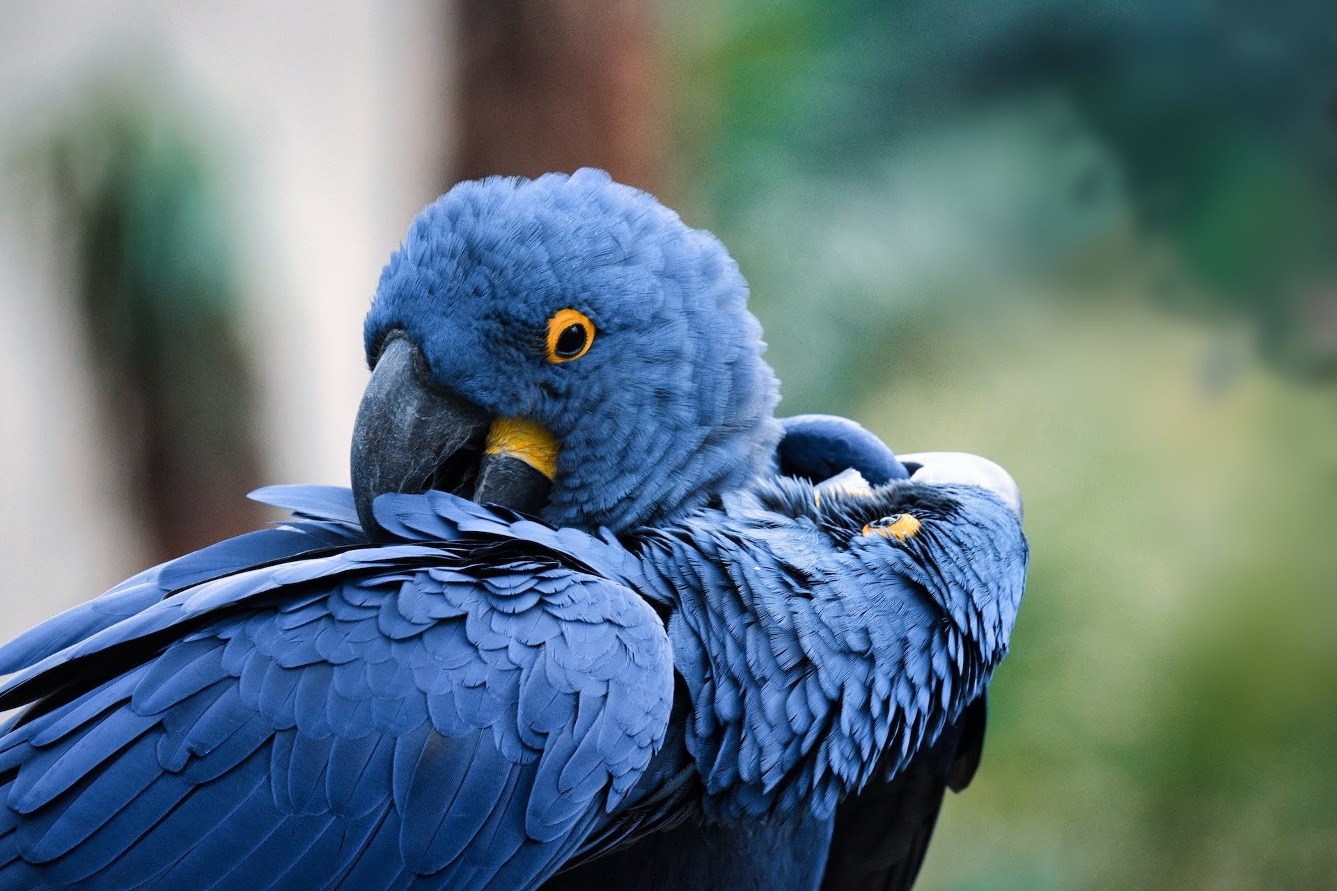 Blauer Hyazinthara - Brasilien Highlights