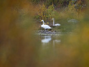 Singschwänze künstlerisch zwischen Blätter hindurch fotografiert