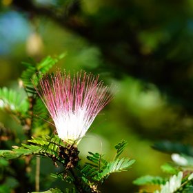Pinke Blüte an einem Baum
