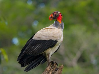 Sitzender Königsgeier in Costa Rica