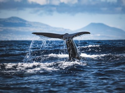 Glattwal Flosse aus dem Wasser - Südafrika Highlights