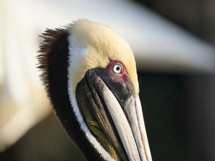 Belize Rundreise - Flamingo
