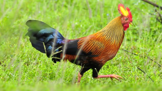 Sri Lanka Rundreise 2 Wochen