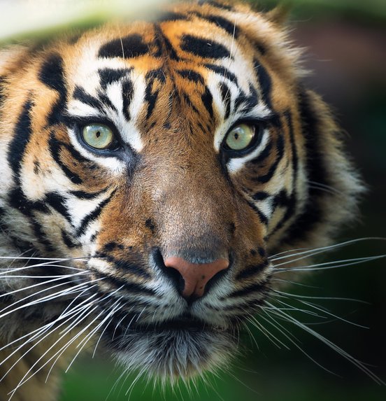 Nahaufnahme eines Tigers