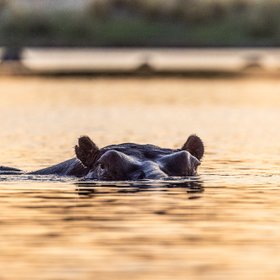 Ein Flusspferd schaut aus dem Wasser, Sonnenuntergang