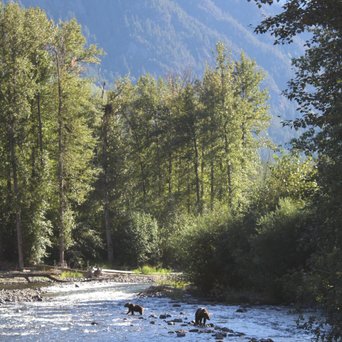 Zwei Grizzly Bären am Fluss in Kanada