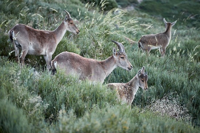 Spanische Steinbockfamilie im Gras