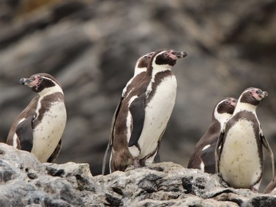 Gruppe von Humboldt Pinguinen auf Stein - Chile Nationalparks