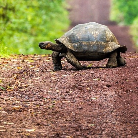 Galapagos Riesenschildkröte überquert eine Matschstraße