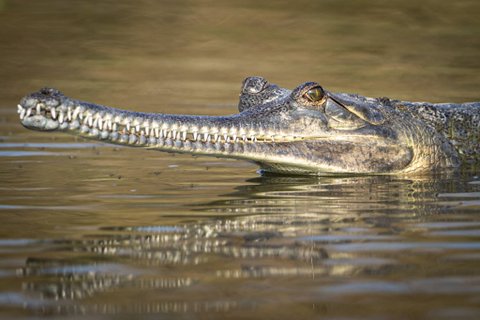 Nepal Gruppenreise - Nahaufnahme eines Kaimans
