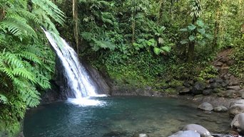 Wasserfall im Regenwald von Guadeloupe