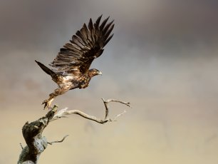 Brauner Greifvogel in Patagonien