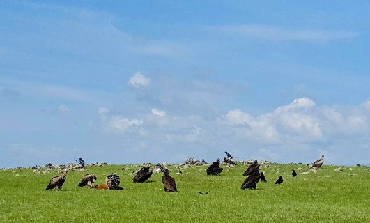 Adler auf Feld