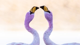 Zwei Flamingos küssen sich