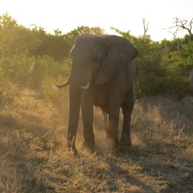 Elefant im Licht des Sonnenuntergangs