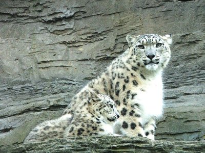schneeleopard