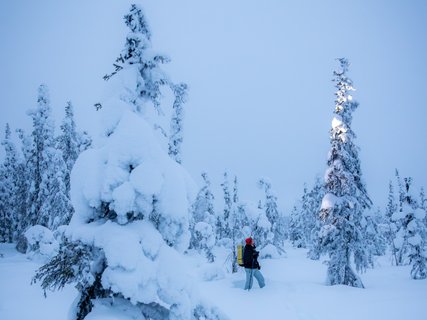 Fotoreise Lappland Winter - Schneeschuhwanderung