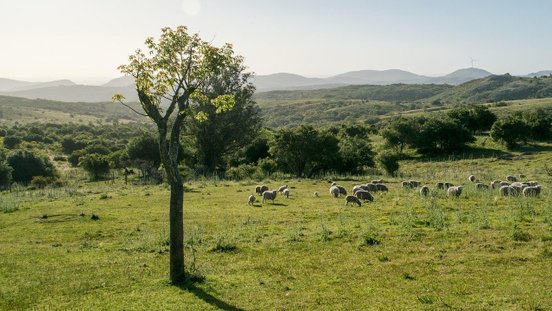 uruguay - baum und bergige Landschaft im Hintergrund