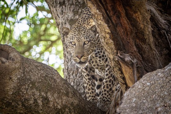 Leopard auf einem Baum schaut hinter einem Ast hervor