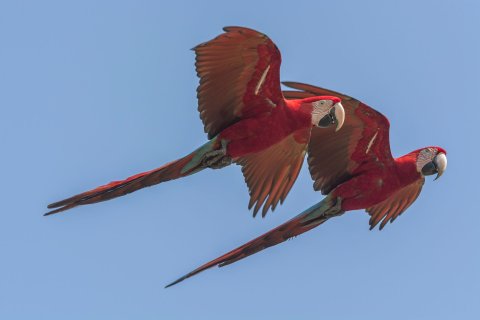 Brasilien Rundreise 2 Wochen - Rote Aras im Flug