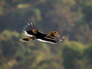 Hornvogel im Flug