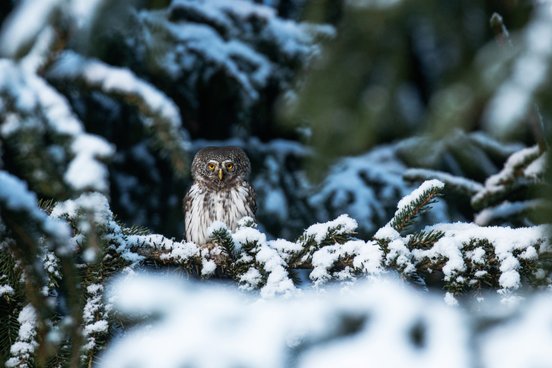Sperlingskauz im Schnee