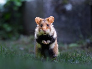 Hamster im schaut frontal in die Kamera