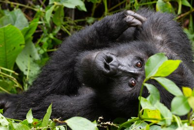 Berggorilla schaut in kamera - Uganda Beste Reisezeit