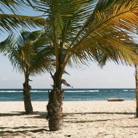 Palmen am Strand